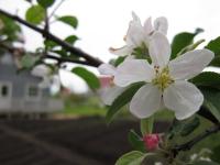 かわいいりんごの花